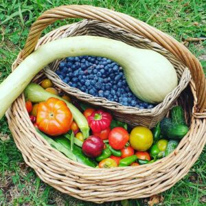 Harvest basket