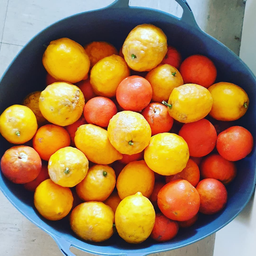 harvest of lemons and tangelos