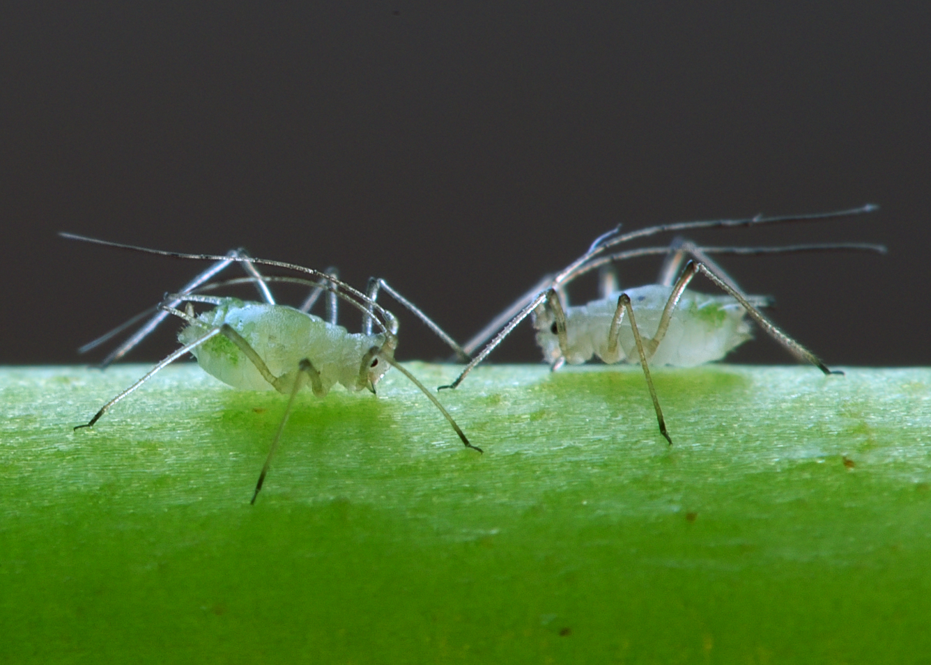 Aphids