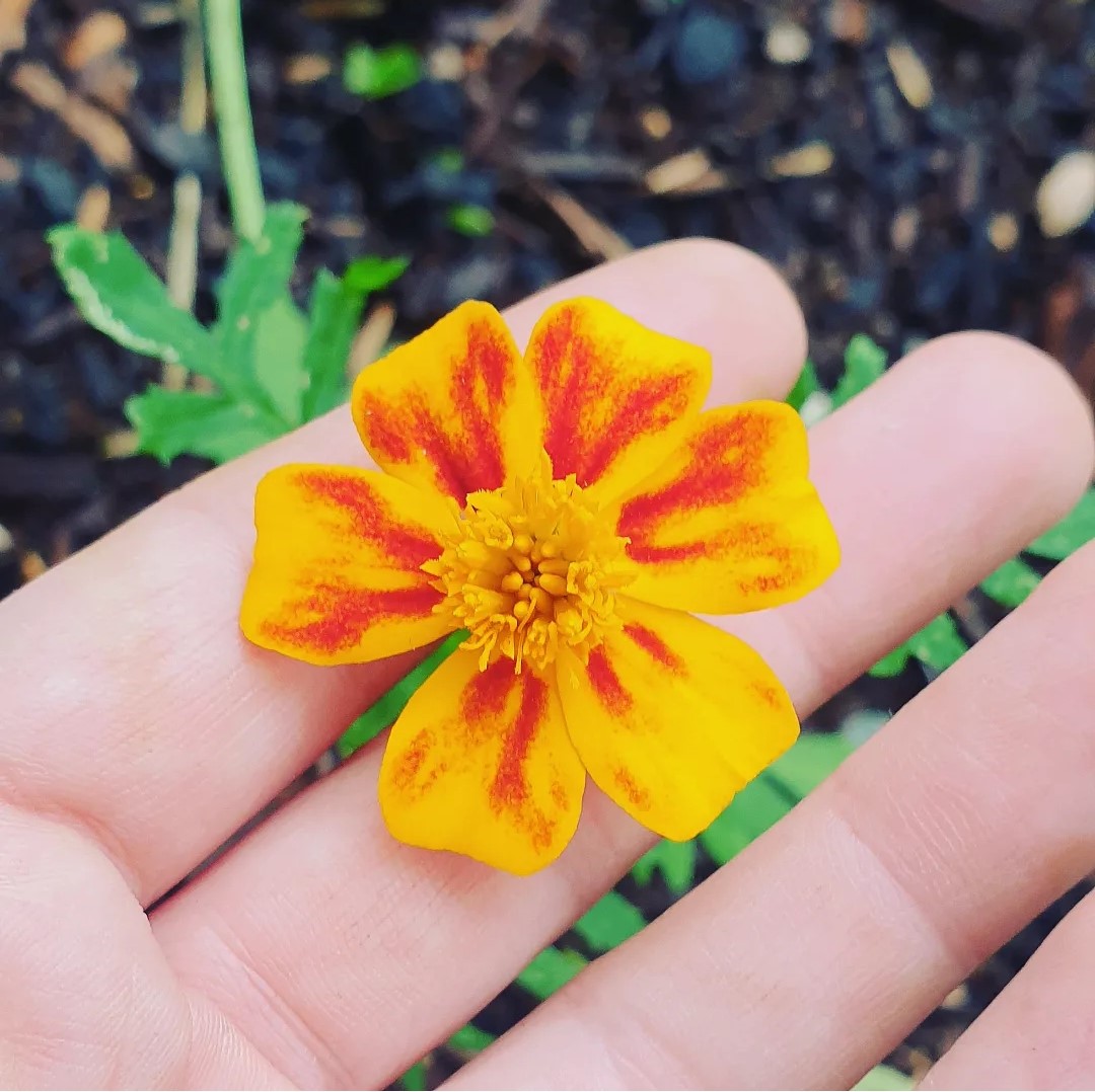 Marigold Starfire Mix - Merchant Homestead