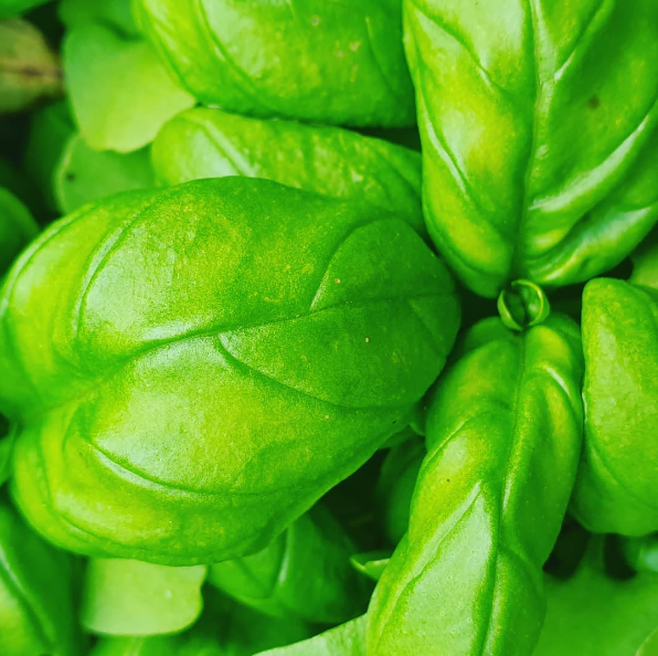 Italian basil