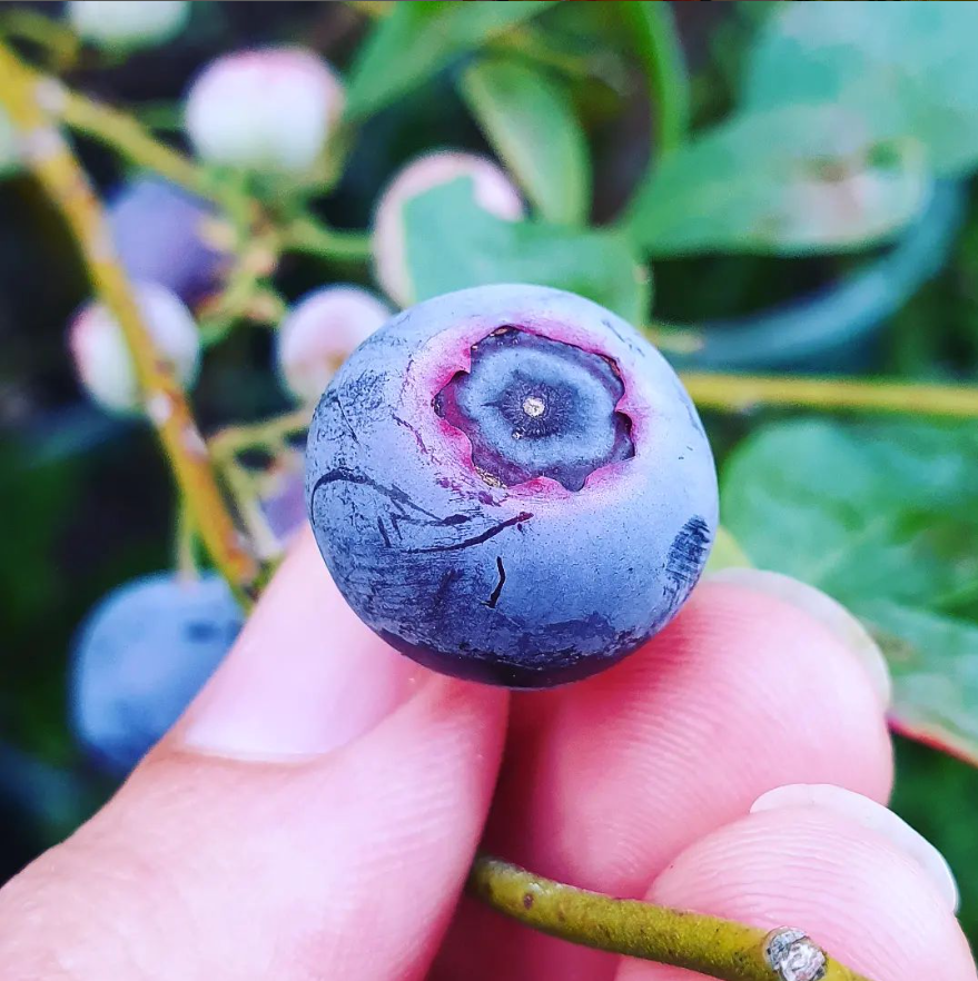 Large blueberry grown in a pot